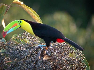 Barbets, Toucans, Woodpeckers