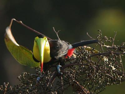 Keel-billed Toucan