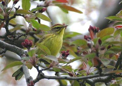 Palm Warbler