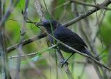 Dusky Antbird