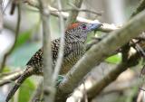 Fasciated Antshrike