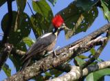 Lineated Woodpecker