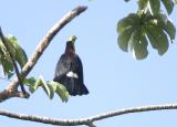 Yellow-throated Toucan (Chestnut-mandibled)