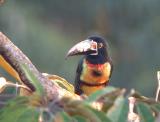 Collared Aracari