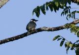 Black-breasted Puffbird