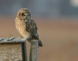 Short-eared Owl