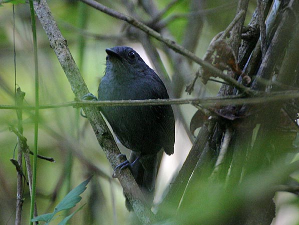 Dusky Antbird