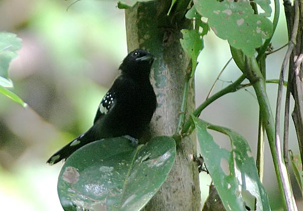 Dot-winged Antwren