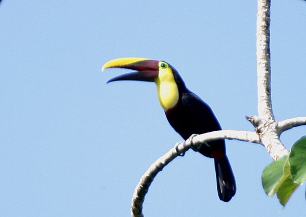 Yellow-throated Toucan (Chestnut-mandibled)