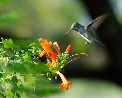 Hummingbird at the Cheetah exhibit