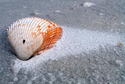 Windblown Shell