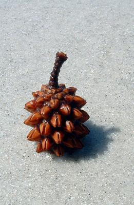 Pine Cone