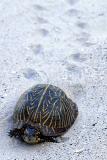 Tortoise Trails