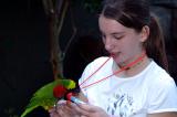 Hungry Lorikeet