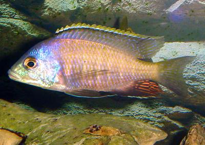 Placidochromis sp. Blue Otter