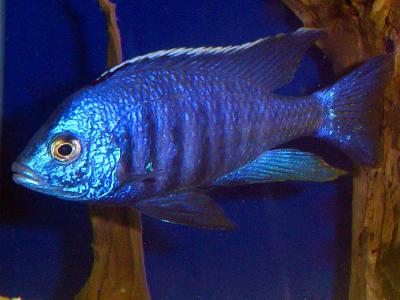 Copadichromis azureus