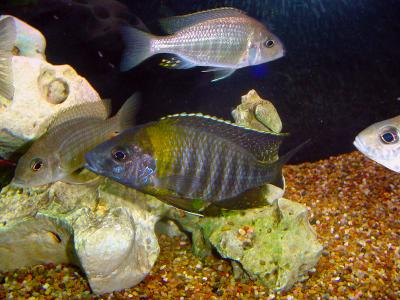 Aulonocara sp. Deep Monkey Bay, Malawi