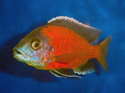 Copadichromis borleyi red-fin Kandango