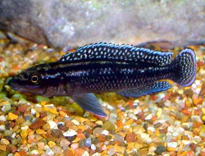 Julidochromis dickfeldi Midnight Blue