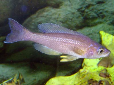 Cyprichromis leptosoma