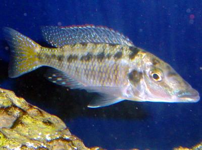 Lichnochromis acuticeps