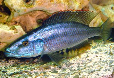 Dimidiochromis compressiceps