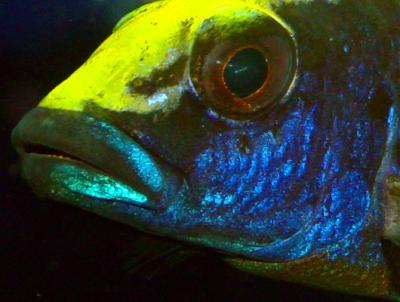 Otopharynx lithobates