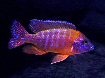 Aulonocara sp. Rubescens