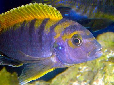 Labidochromis sp. Red Top Kimpuma - Super Red