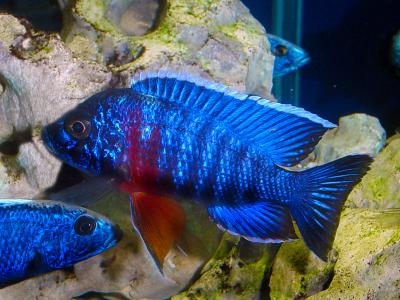 Aulonocara hansbaenschi - Red Shoulder Peacock