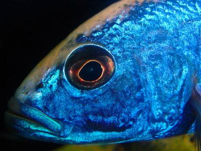 Sciaenochromis fryeri