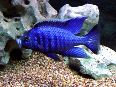Copadichromis azureus