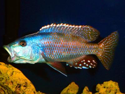 Nimbochromis fuscotaeniatus