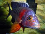Aulonocara hansbaenschi - Red Shoulder Peacock