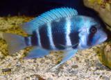 Cyphotilapia frontosa - Mpimbwe Blue
