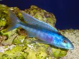 Champsochromis caeruleus