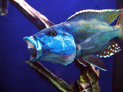Nimbochromis fuscotaeniatus