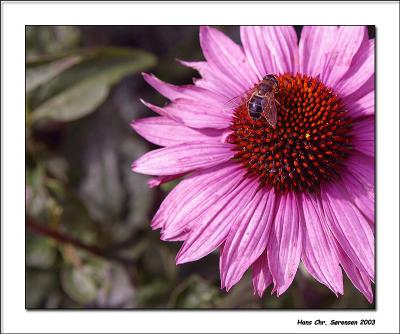 Bee on flower!