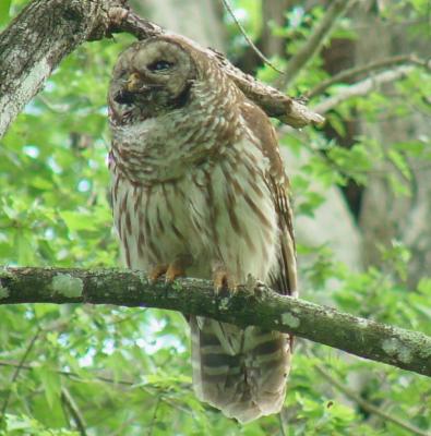 Barred Owl adult with crayfish