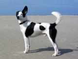 Joop's Dog Log - June 18