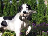 Joop's Dog Log - June 22