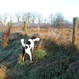 Joop's Dog Log - Thursday Jan 01