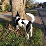Joop's Dog Log - Wednesday Mar 17