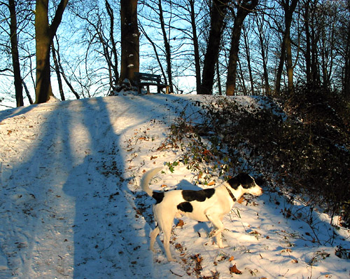 Joops Dog Log - Sunday Jan 04