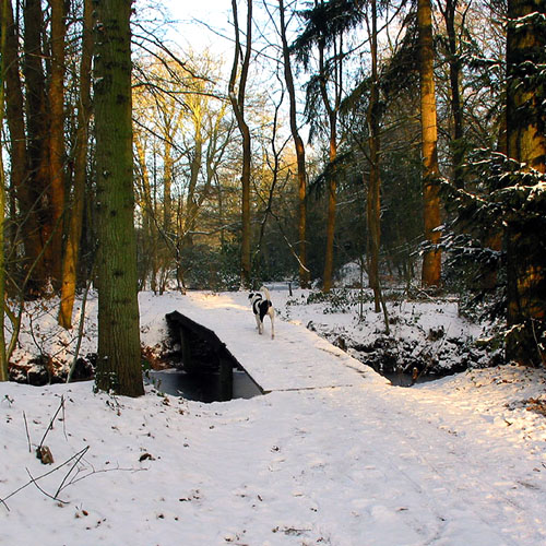 Joops Dog Log - Friday Jan 02