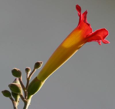 IMG_3177 flowers.jpg