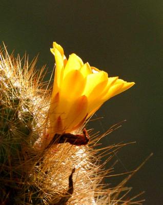 IMG_3190flowers.jpg