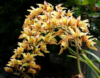 IMG_3819 flowers.jpg
