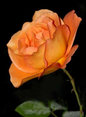 IMG_4649 rose.jpg