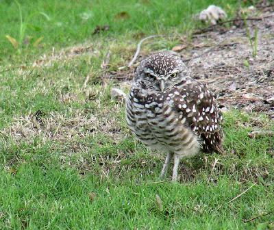 burrowing owl